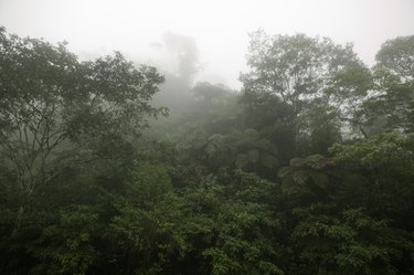 Mist over tropical forest, elevated view