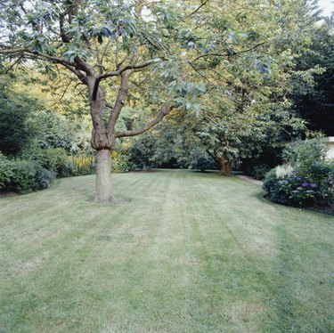 Tree in garden, mown lawn