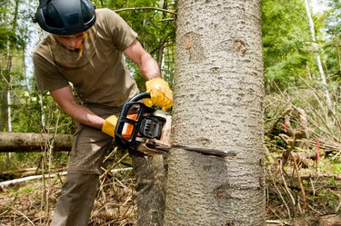 Logger slicing tree with chainsaw