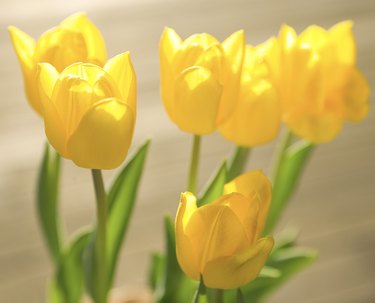 Yellow tulips