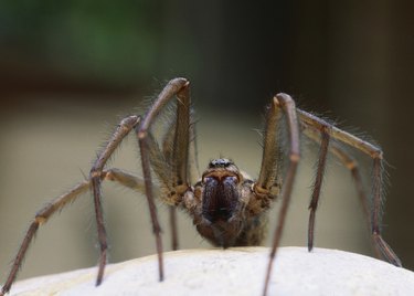 Close up of spider