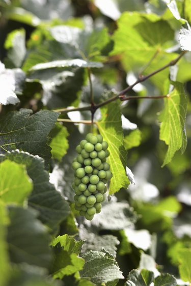 Grapes on vine