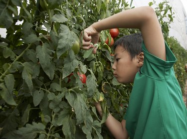 Japanese boy harvesting tomato