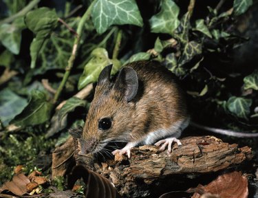 Pellets: An Eco-Friendly Way to Free Your Home of Mice