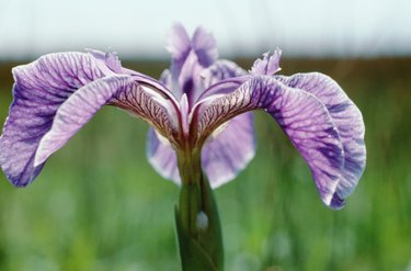 Close-up of purple iris flower