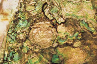 Close-up of abalone shell