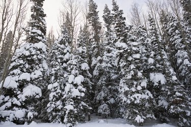 Snow-covered pine trees