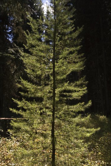 Evergreen Tree