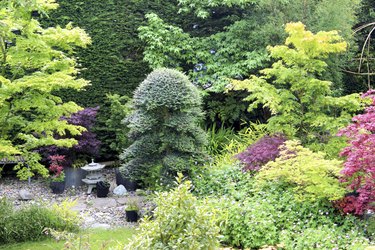 Image of ornamental garden with Japanese maples and clipped holly