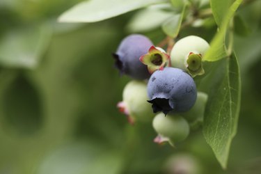 Blueberries