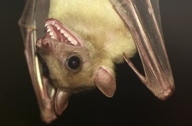 Fruit Bat open mouth