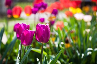 Purple tulips