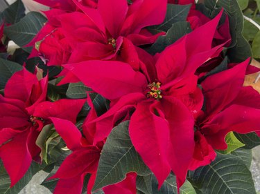 Poinsettia