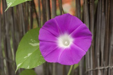 Flower of morning glory