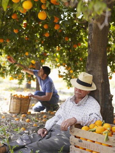 Senior man asleep in orchard, man picking fruit in background