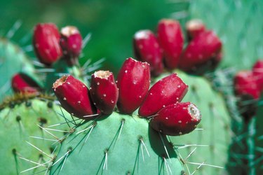 Close-up of prickly pear