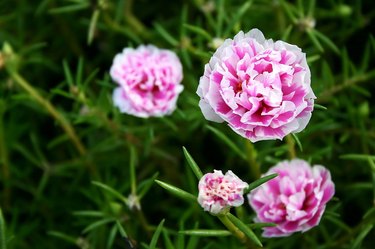 Carnation Flowers