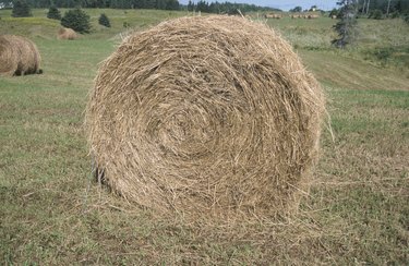 Hay bales in pasture