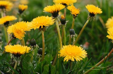 Blooming dandelions in lawn