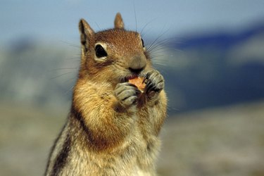 chipmunk / rodent bucket trap 