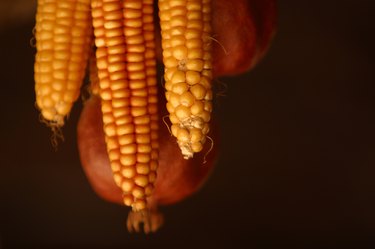 Hanging corn