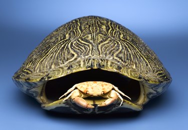 Antique Turtle or Tortoise Shell