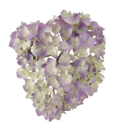 Hydrangea blooms