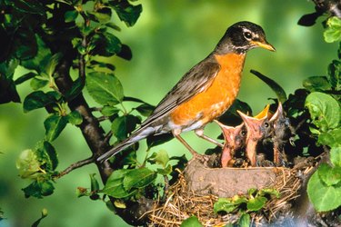 Robin with offspring in nest