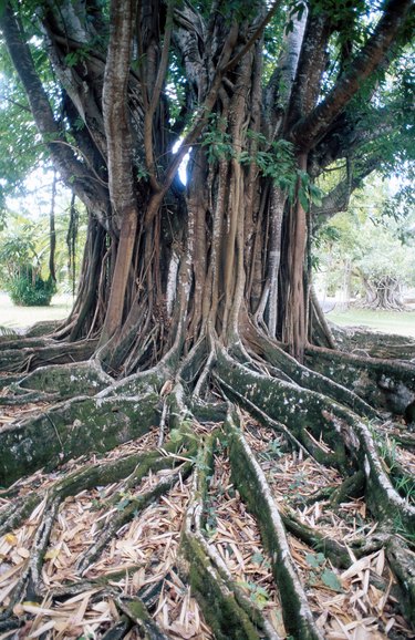 Tropical tree with buttress roots