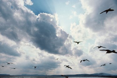 Seagulls in flight with sky, Canada