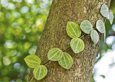 Creeper plants on tree trunk