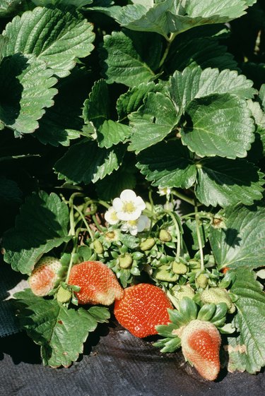 Growing strawberries