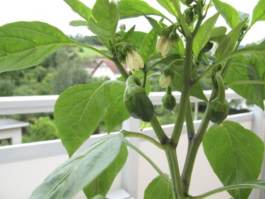 Sweet peppers in flowerpot on balcony