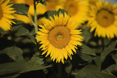 Close-up of sunflowers