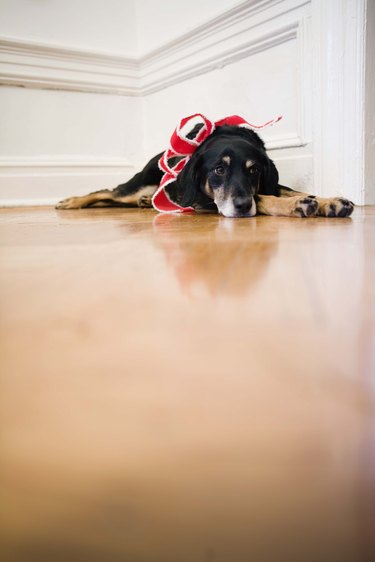 Tile on outlet a dog