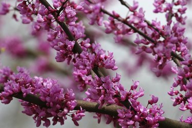 RedBud Tree Blooms