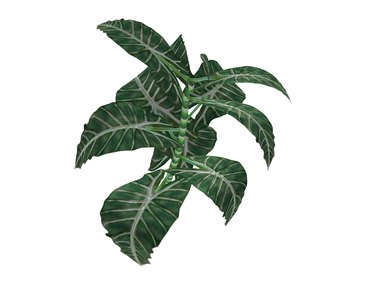 bush - Alocasia