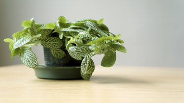Green plant on wooden table