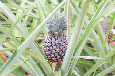 Pineapple tropical fruit growing in a farm