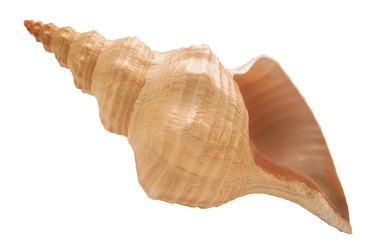 Conch shell