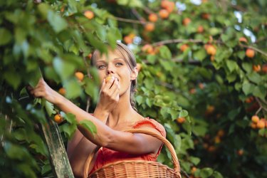 Pretty, young woman picking apricots