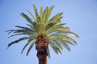 are palm tree nuts bad for dogs