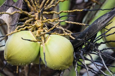 Coconut Fruit