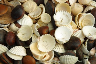 Close-up of shells