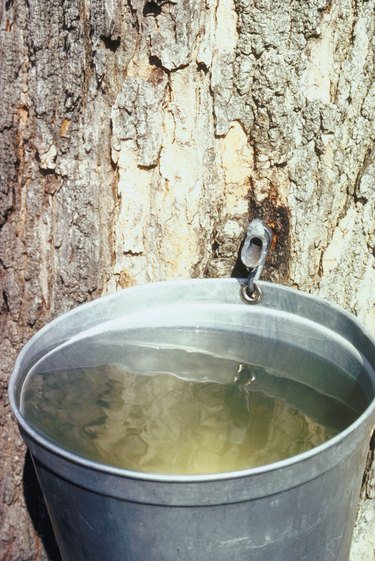 DIY DETAIL Tree Sap Remover demonstration 