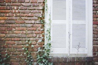 Shuttered window of brick house with ivy growing on it