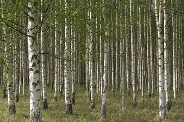 Birch trees