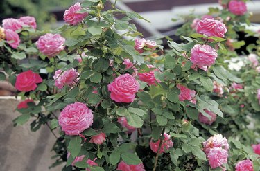 Blooming roses