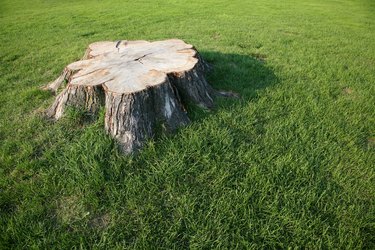 Stump in lawn