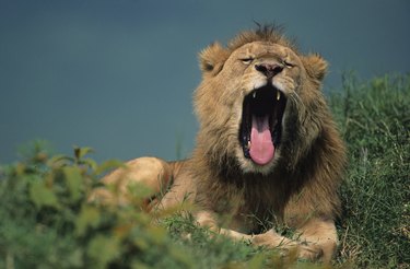 Lion (Panthera leo) yawning, Masai Mara National Reserve, Kenya